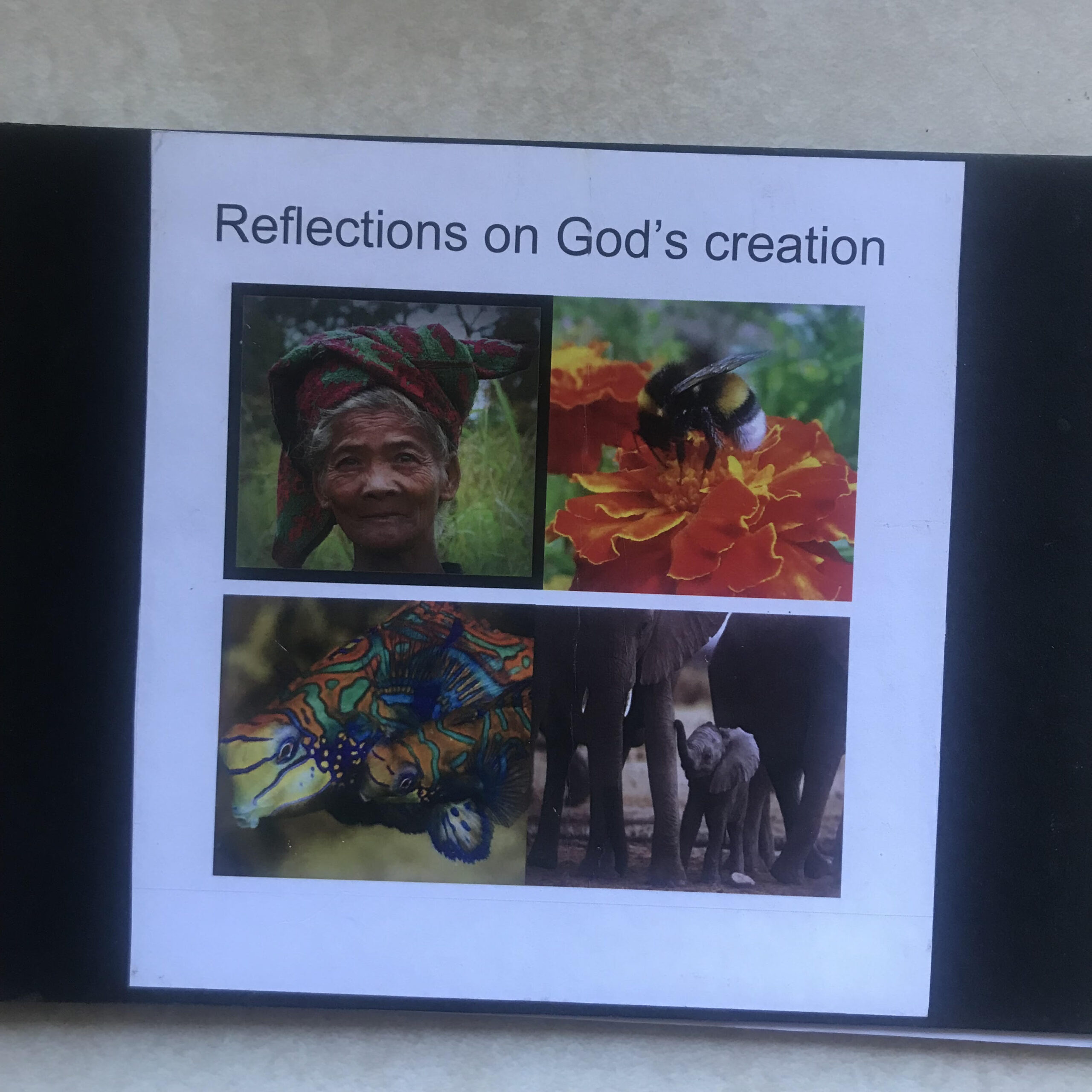 Reflection on God's Creation